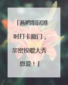 燕鸥组团准时打卡厦门，亲密投喂大秀恩爱！