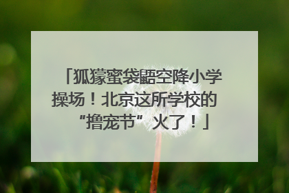 狐獴蜜袋鼯空降小学操场！北京这所学校的“撸宠节”火了！