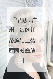 罕见，广州一景区并蒂莲与三蒂莲同时盛放
