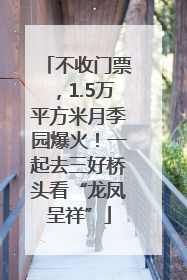 不收门票，1.5万平方米月季园爆火！一起去三好桥头看“龙凤呈祥”