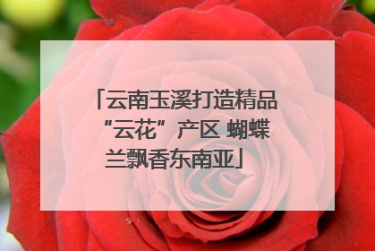 云南玉溪打造精品“云花”产区 蝴蝶兰飘香东南亚