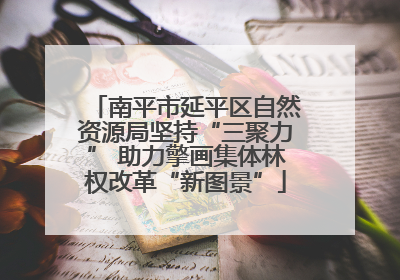南平市延平区自然资源局坚持“三聚力” 助力擎画集体林权改革“新图景”