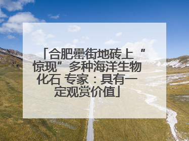 合肥罍街地砖上“惊现”多种海洋生物化石 专家：具有一定观赏价值