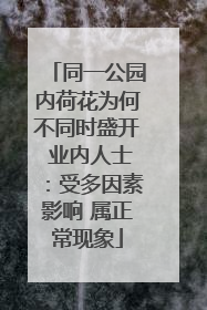 同一公园内荷花为何不同时盛开 业内人士：受多因素影响 属正常现象
