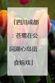 四川成都：苍鹭在公园湖心岛觅食嬉戏