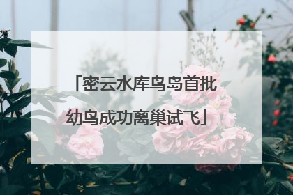 密云水库鸟岛首批幼鸟成功离巢试飞