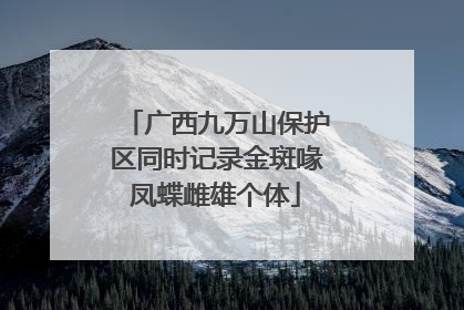 广西九万山保护区同时记录金斑喙凤蝶雌雄个体