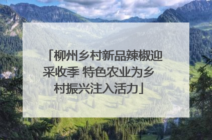 柳州乡村新品辣椒迎采收季 特色农业为乡村振兴注入活力
