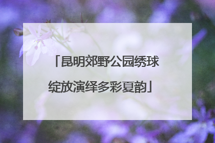 昆明郊野公园绣球绽放演绎多彩夏韵