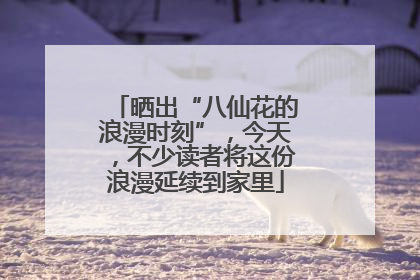 晒出“八仙花的浪漫时刻”，今天，不少读者将这份浪漫延续到家里