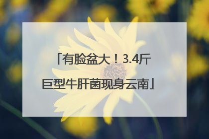 有脸盆大！3.4斤巨型牛肝菌现身云南