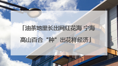 油茶地里长出网红花海 宁海高山百合“种”出花样经济