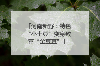 河南新野：特色“小土豆”变身致富“金豆豆”