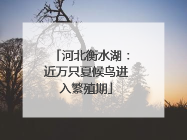 河北衡水湖：近万只夏候鸟进入繁殖期