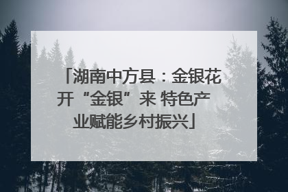 湖南中方县：金银花开“金银”来 特色产业赋能乡村振兴