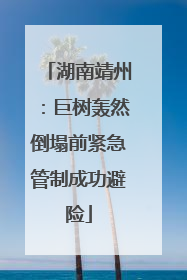 湖南靖州：巨树轰然倒塌前紧急管制成功避险