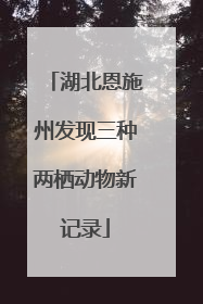 湖北恩施州发现三种两栖动物新记录
