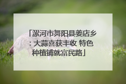 漯河市舞阳县姜店乡：大蒜喜获丰收 特色种植铺就富民路