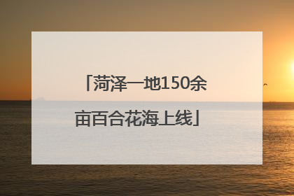 菏泽一地150余亩百合花海上线