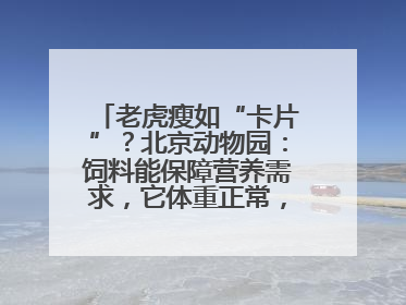 老虎瘦如“卡片”？北京动物园：饲料能保障营养需求，它体重正常，放心吧