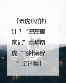 老虎也怕打针？“凛凛搬家记”看华南虎“飞针麻醉”全过程