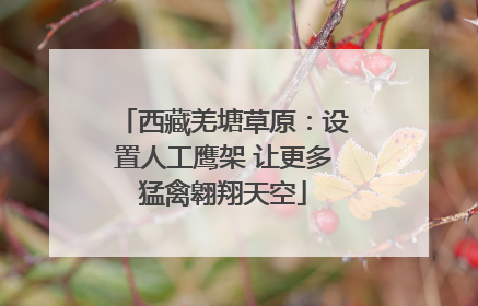 西藏羌塘草原：设置人工鹰架 让更多猛禽翱翔天空
