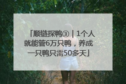 顺链探鸭③｜1个人就能管6万只鸭，养成一只鸭只需50多天