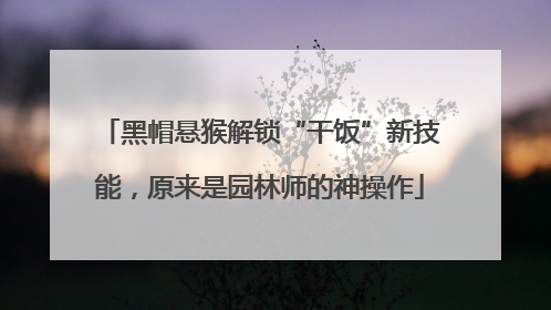 黑帽悬猴解锁“干饭”新技能，原来是园林师的神操作
