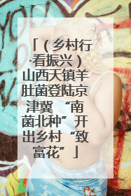 （乡村行·看振兴）山西天镇羊肚菌登陆京津冀 “南菌北种”开出乡村“致富花”