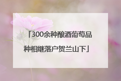 300余种酿酒葡萄品种相继落户贺兰山下